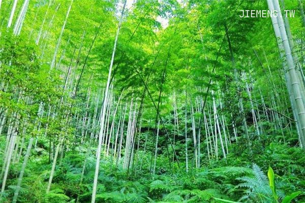 梦见竹子