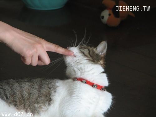 梦见被猫狠狠的咬住手指头，解读梦境中的隐喻与警示