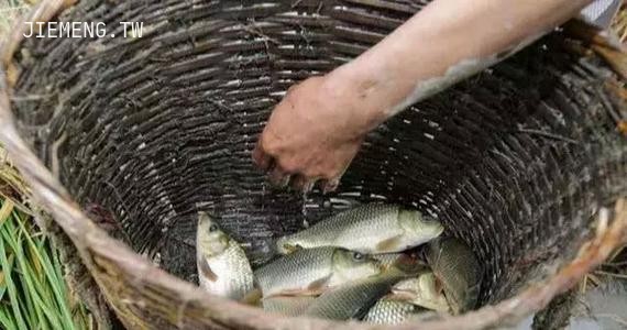 梦境解析，梦见不用鱼食钓到很多小鱼