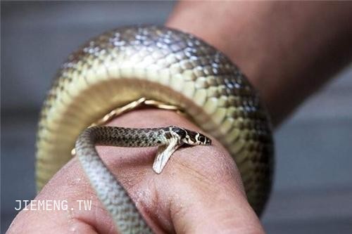 梦回蛇影，解析梦见许多蛇，其中蛇咬我的脚，还有蛇咬我的屁股的深层含义