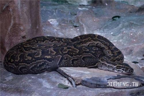 梦境迷雾，揭开梦见黑色大蟒蛇的神秘面纱