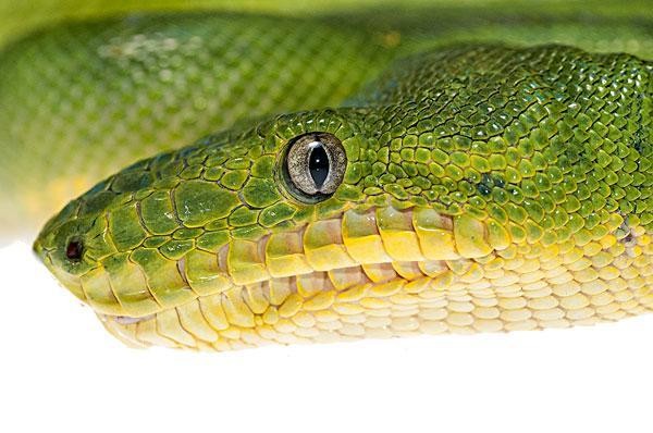 梦游绿野，解读梦见绿色大蟒蛇的深层寓意