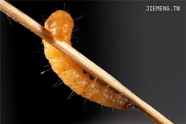 梦见蛆虫是什么意思 预兆 周公解梦