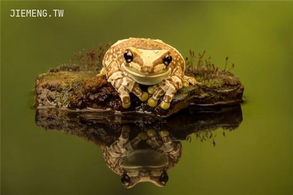 梦见金蟾 梦见金蟾