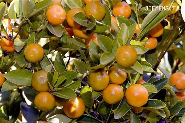梦见橘子树 梦见橘子树