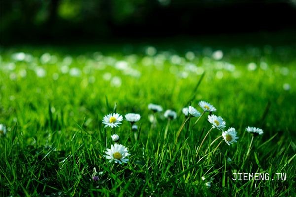 梦见草丛