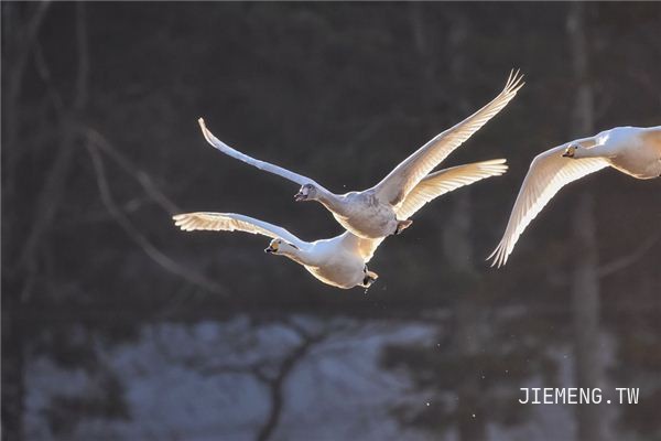 梦见天鹅在空中飞翔