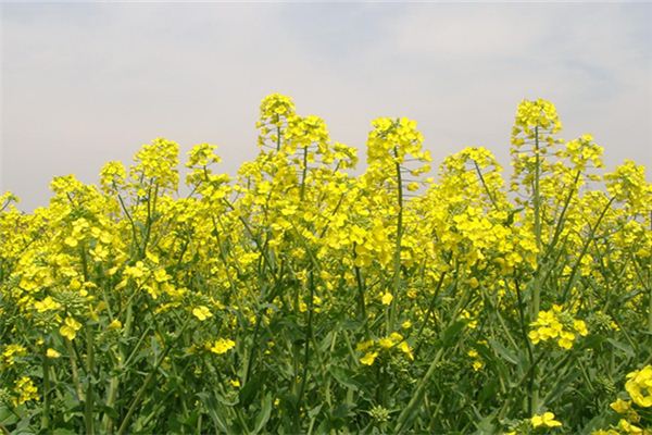 梦见油菜