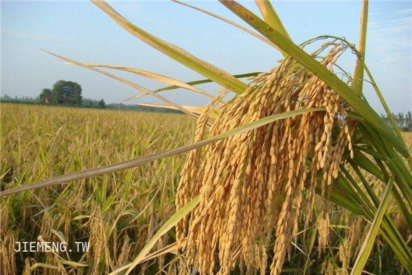 梦见谷粒 梦见谷粒