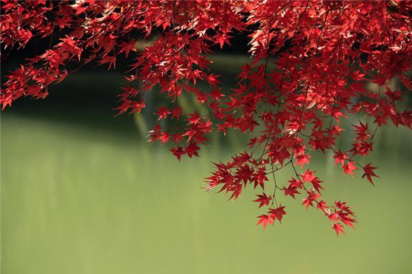 梦见枫树