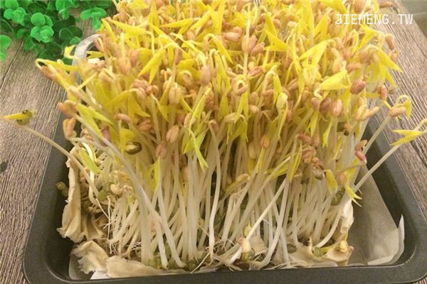 梦见豆芽