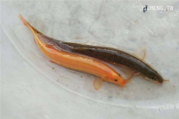 梦见泥鳅