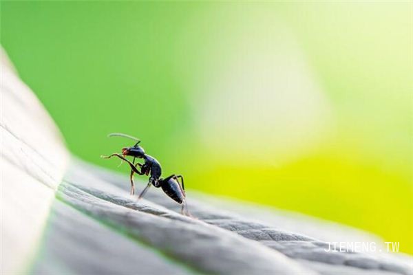 梦见树上有蚂蚁，探索梦境背后的深层含义