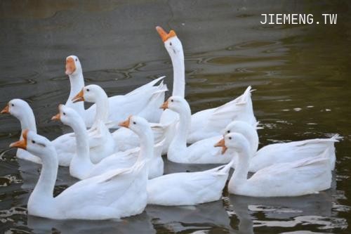 梦见一群大白鹅