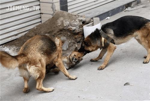 梦境中的暴力与释放，解析梦见打死四只狗的深层含义