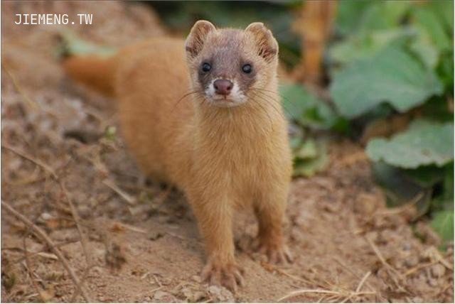 梦见打死黄鼠狼