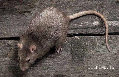 梦见老鼠爬到身上