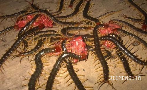 梦境迷踪，解梦梦到大蜈蚣的深层寓意与心理解析