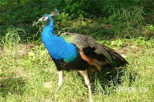 梦见美丽的孔雀鸟，预示美好与希望